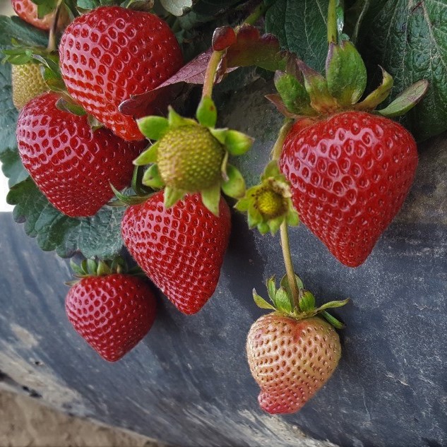 Клубника Монтерини